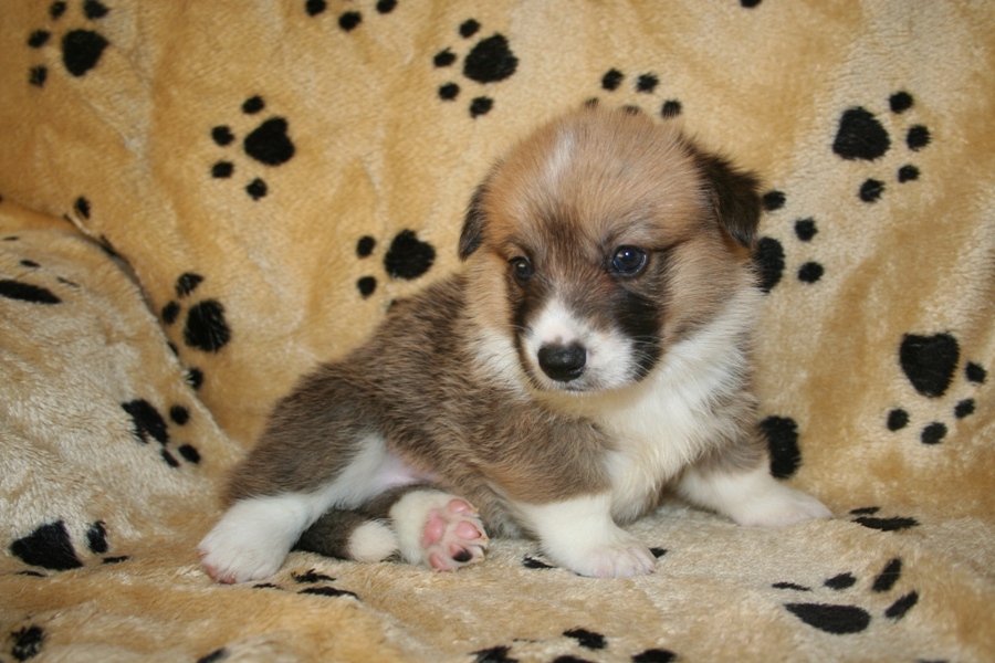Puppies